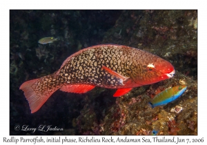 Redlip Parrotfish