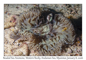 Beaded Sea Anemone