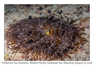 Corkscrew Sea Anemone