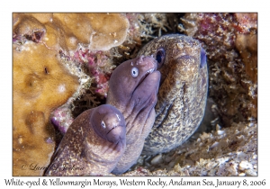 White-eyed & Yellowmargin Morays