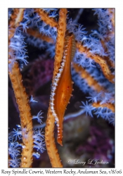 Rosy Spindle Cowrie