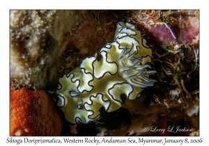 Siboga Doriprismatica