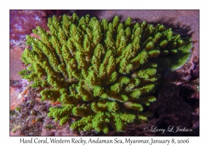 Hard Coral