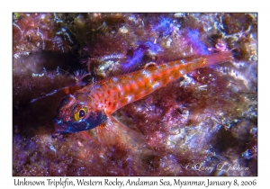 Unknown Triplefin