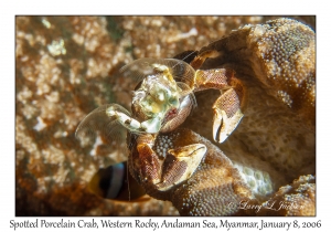 Spotted Porcelain Crab feeding