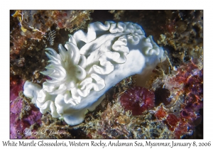 White Mantle Glossodoris