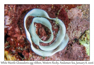 White Mantle Glossodoris egg ribbon