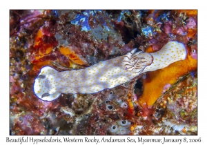 Beautiful Hypselodoris