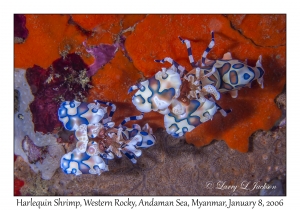 Harlequin Shrimp