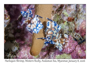 Harlequin Shrimp