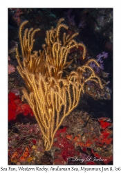 Sea Fan