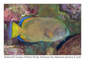 Redmouth Grouper