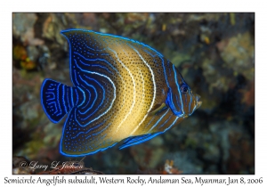 Semicircle Angelfish subadult