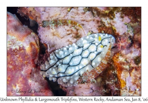 Unknown Phyllidia & Largemouth Triplefins