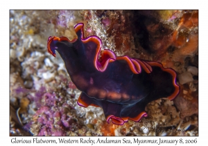 Glorious Flatworm