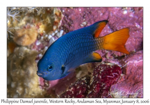 Philippine Damsel juvenile