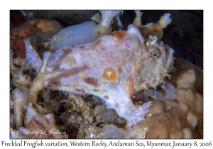 Freckled Frogfish variation