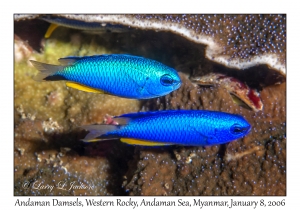 Andaman Damsels