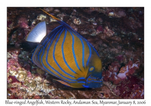 Blue-ringed Angelfish