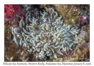 Delicate Sea Anemone