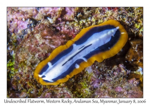 Undescribed Flatworm