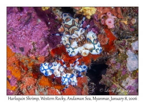 Harlequin Shrimp