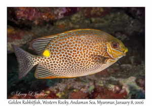 Golden Rabbitfish