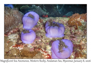 Magnificent Sea Anemones