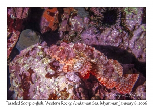 Tasseled Scorpionfish