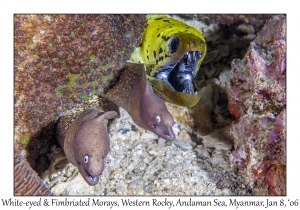 White-eyed & Fimbriated Moray