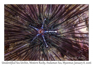 Unidentified Sea Urchin