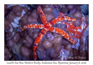 Leach's Sea Star