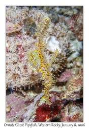 Ornate Ghost Pipefish female