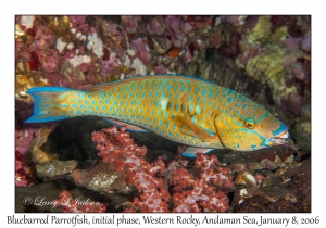 Bluebarred Parrotfish