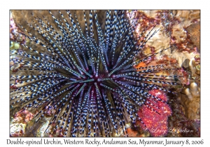 Double-spined Urchin