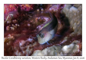 Bicolor Coralblenny variation