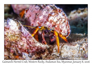 Gaimard's Hermit Crab