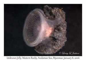 Unknown Jelly