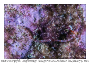 Unknown Pipefish