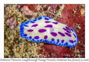 Unknown Flatworm