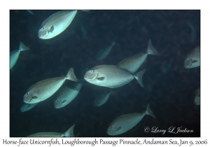 Horse-face Unicornfish