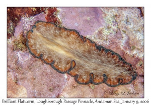 Brilliant Flatworm