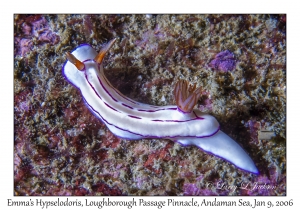 Emma's Hypselodoris