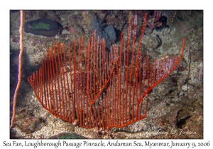 Sea Fan