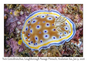 Twin Goniobranchus