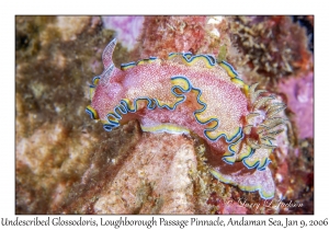 Undescribed Glossodoris