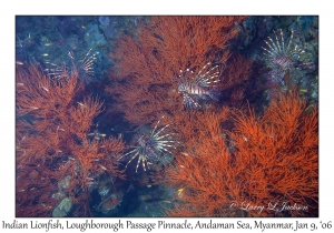 Indian Lionfish