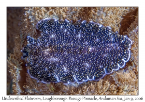 Undescribed Flatworm