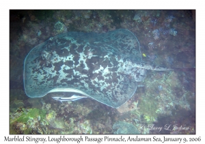 Marbled Stingray