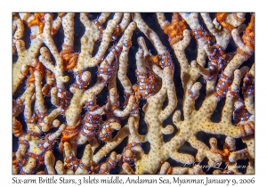 Six-arm Brittle Stars